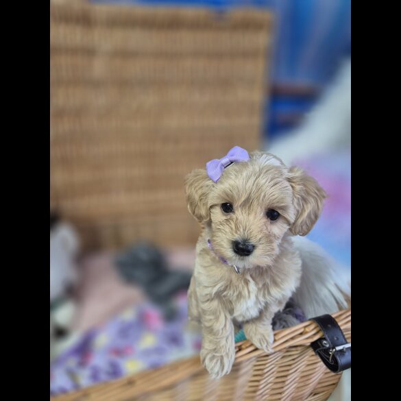 Maltipoo
