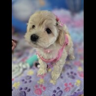 Maltipoo