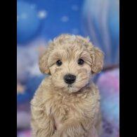 Maltipoo