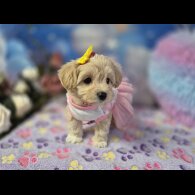 Maltipoo