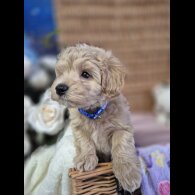 Maltipoo