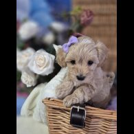 Maltipoo