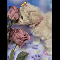 Maltipoo