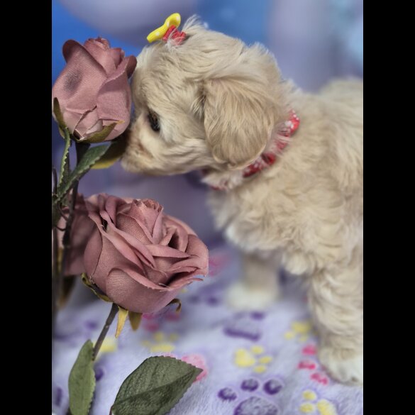 Maltipoo