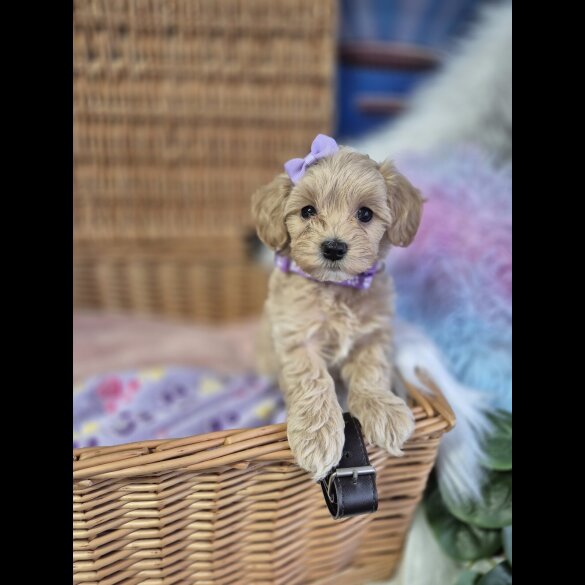 Maltipoo