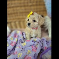 Maltipoo