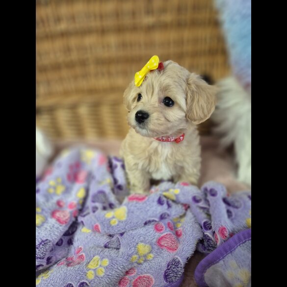 Maltipoo
