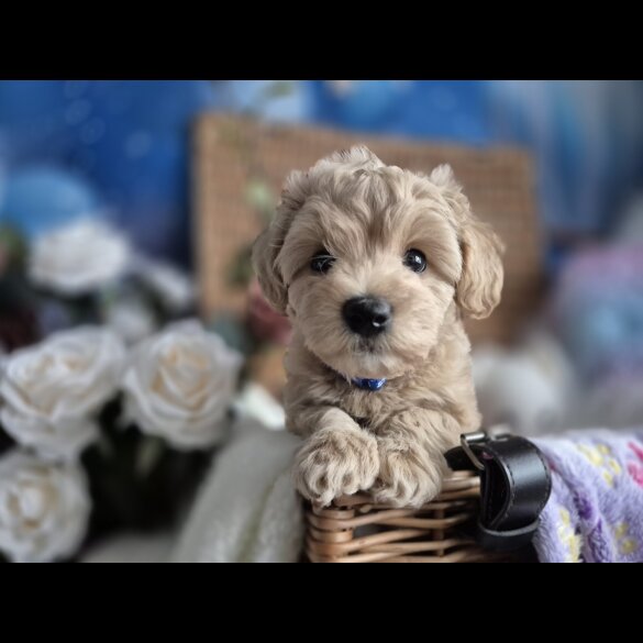 Maltipoo