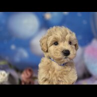 Maltipoo