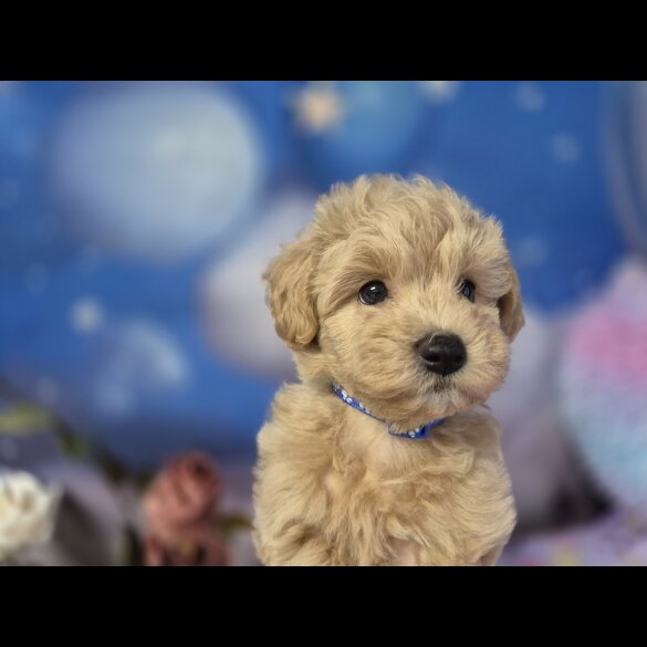 Maltipoo
