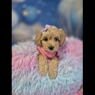 Maltipoo