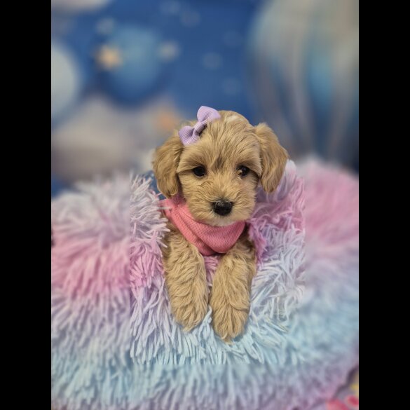 Maltipoo