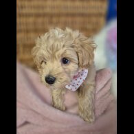 Maltipoo