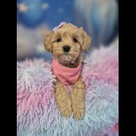 Maltipoo