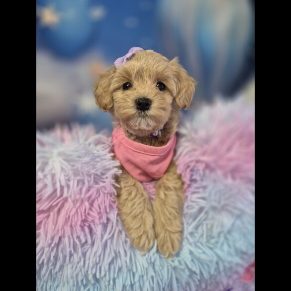 Maltipoo