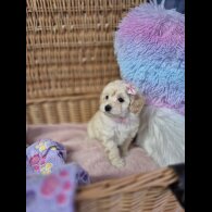 Maltipoo