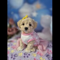 Maltipoo