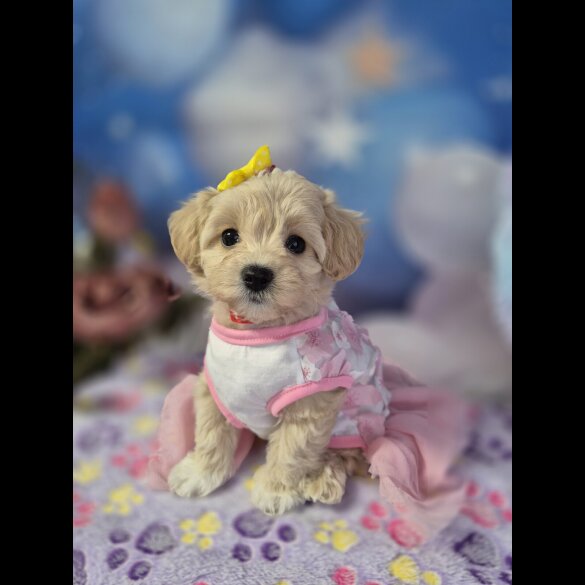 Maltipoo