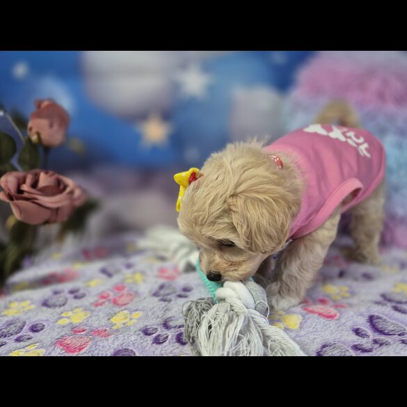 Maltipoo