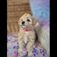 Maltipoo