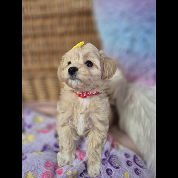 Maltipoo