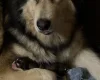 Alaskan Malamute