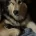 Alaskan Malamute