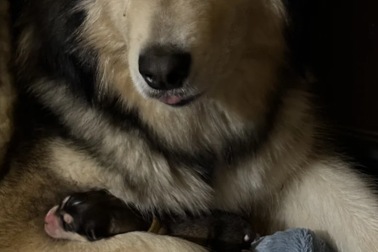 Alaskan Malamute