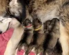 Alaskan Malamute