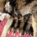 Alaskan Malamute
