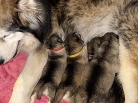 Alaskan Malamute