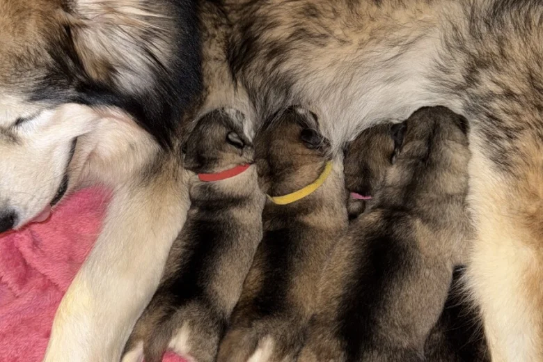 Alaskan Malamute