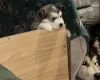 Alaskan Malamute