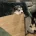 Alaskan Malamute