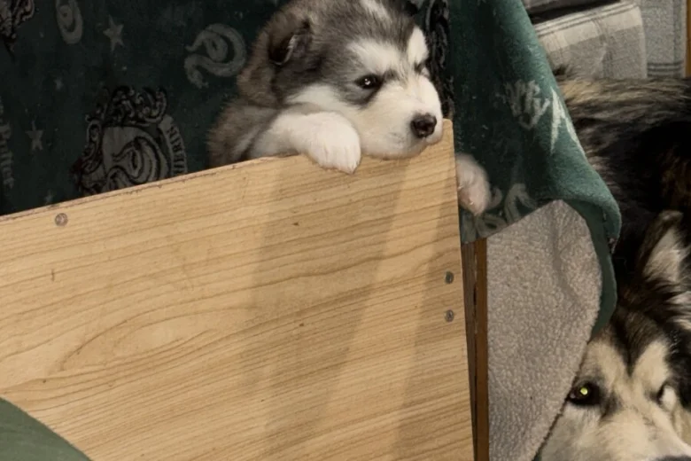 Alaskan Malamute