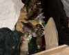 Alaskan Malamute