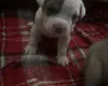 American Bulldog