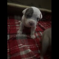American Bulldog