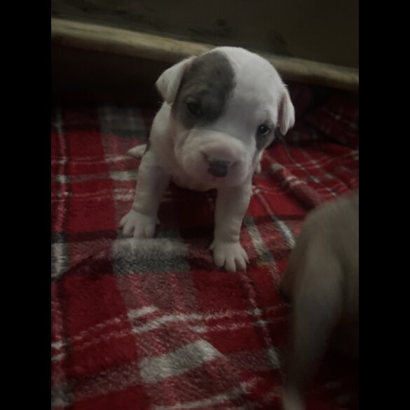 American Bulldog