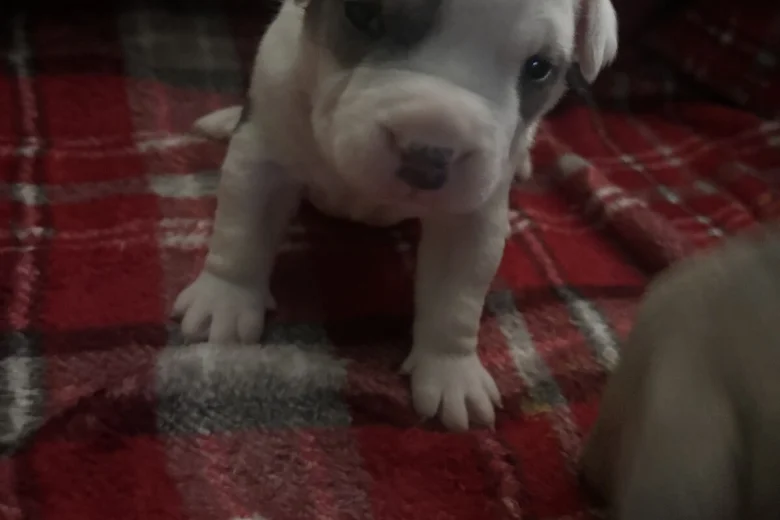 American Bulldog