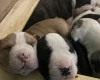 American Bulldog