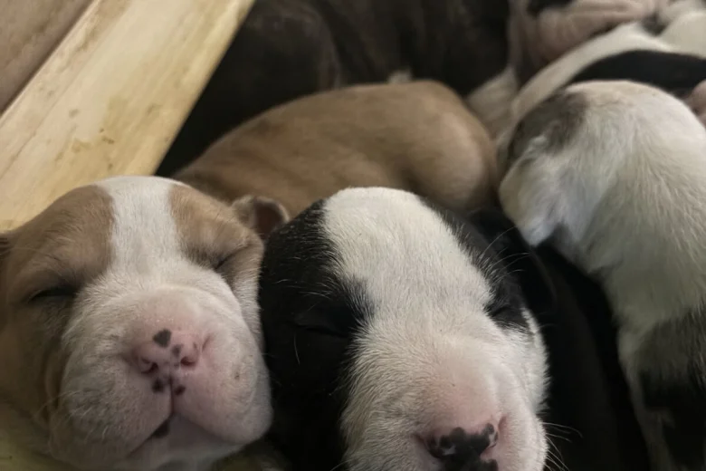 American Bulldog