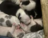 American Bulldog