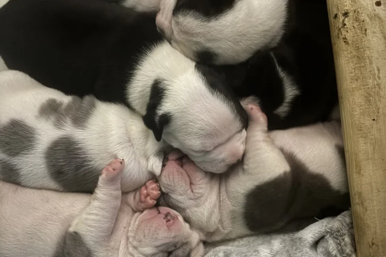 American Bulldog
