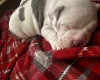 American Bulldog