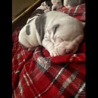 American Bulldog