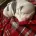 American Bulldog