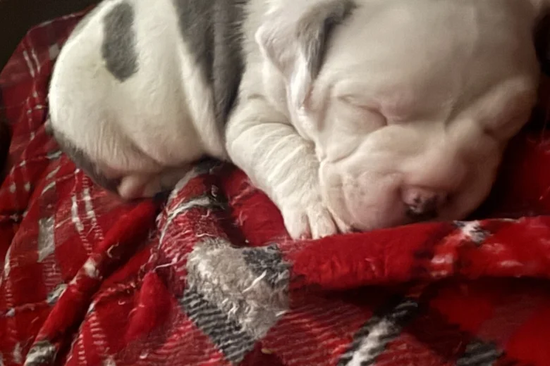 American Bulldog
