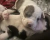 American Bulldog
