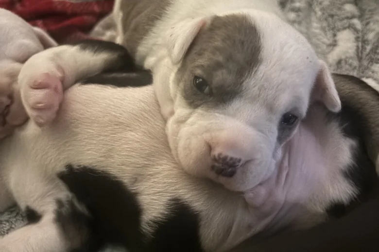 American Bulldog